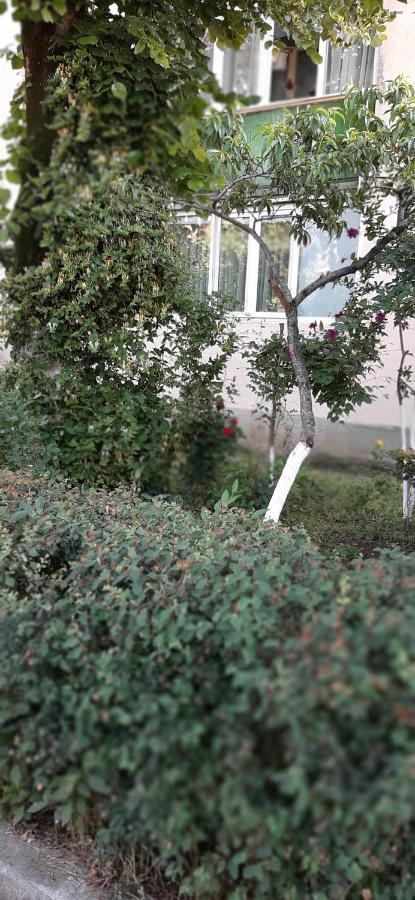 Alice Apartment 阿拉德 外观 照片
